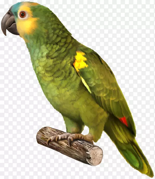 鹦鹉黄冠亚马逊红冠鹦鹉