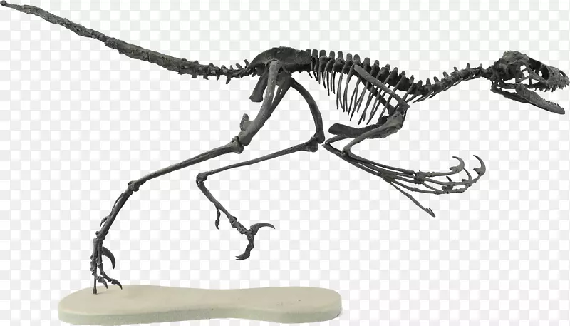 斑比盗龙双药形成晚白垩世兽脚类恐龙