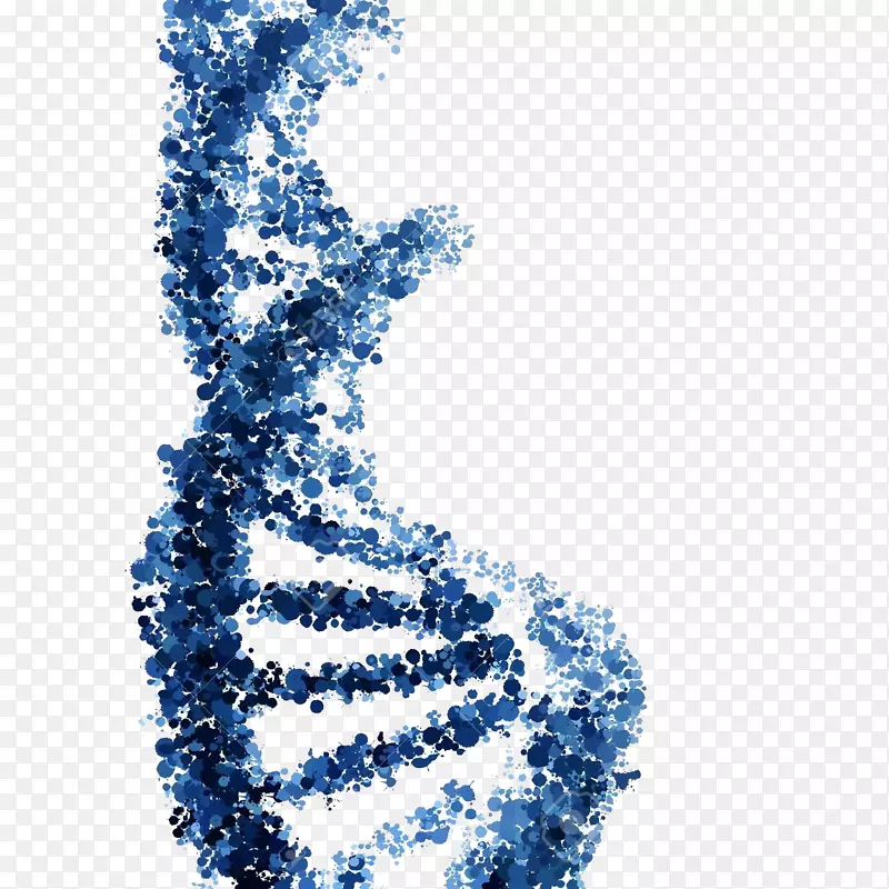 核酸双螺旋DNA载体