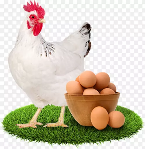 鸡蛋汤摄影家禽-鸡