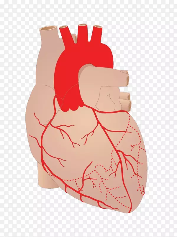 心脏动脉、冠状动脉、心血管疾病、血管-心脏