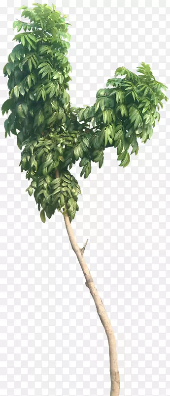 大叶虎耳子树(Strietenia mahagoni mahogany叶树)