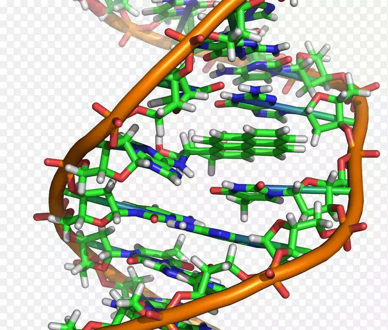DNA分子核酸双螺旋突变分子生物学