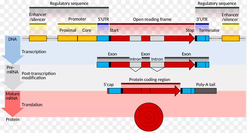 基因结构信使RNA真核生物编码区