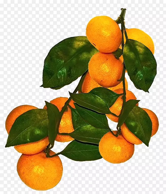 克莱门汀，橘子，血橙，柠檬-柠檬