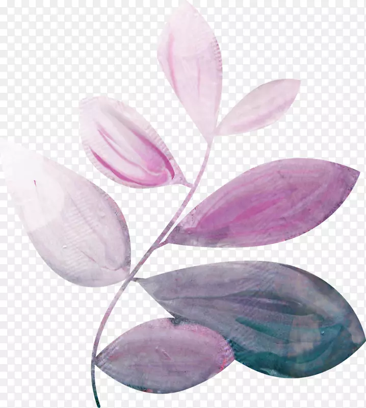 花瓣紫丁香