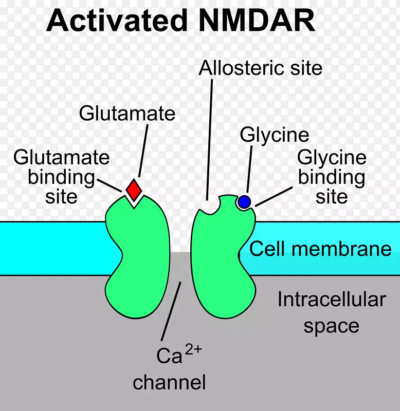 N-甲基-d-天冬氨酸受体-谷氨酸受体