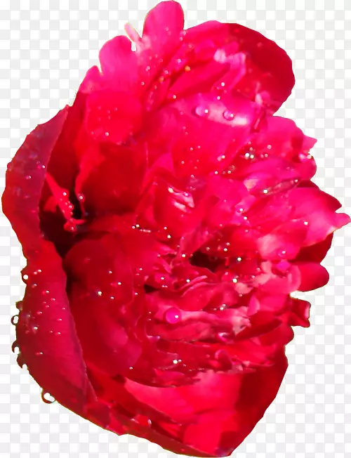 花园玫瑰牡丹电子邮件博客剪辑艺术-牡丹