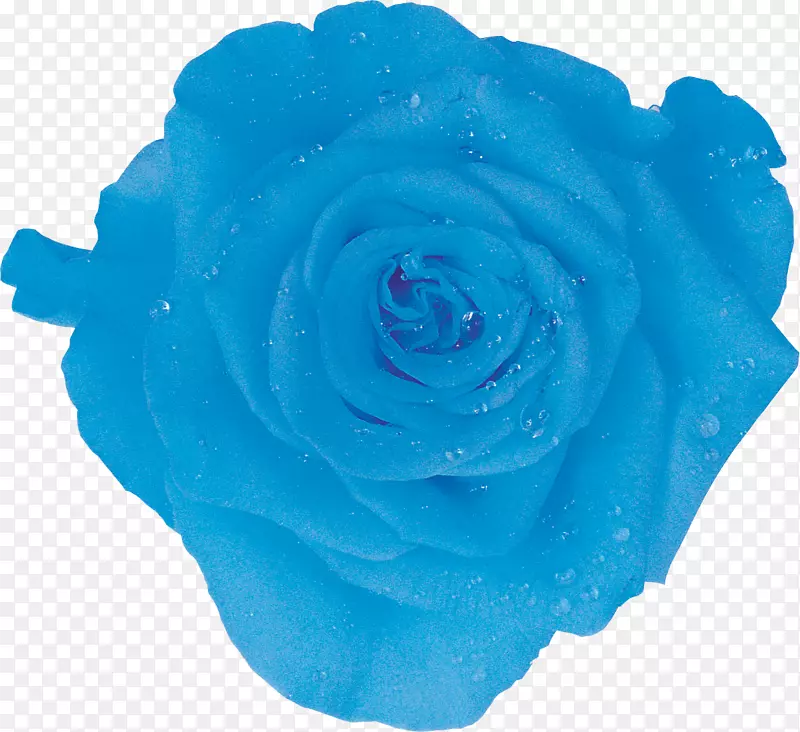 冰袋花园玫瑰亚马逊网站凉蓝色玫瑰