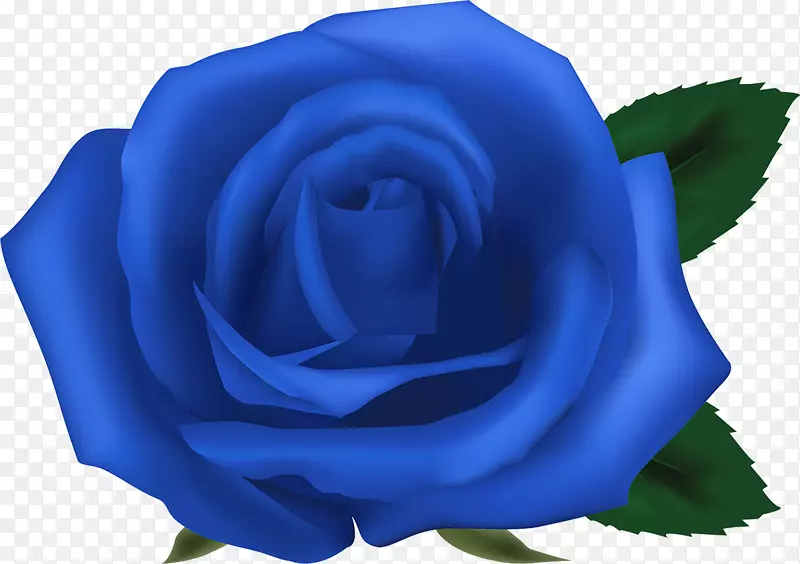 花园玫瑰，蓝玫瑰，蜈蚣，玫瑰，花卉