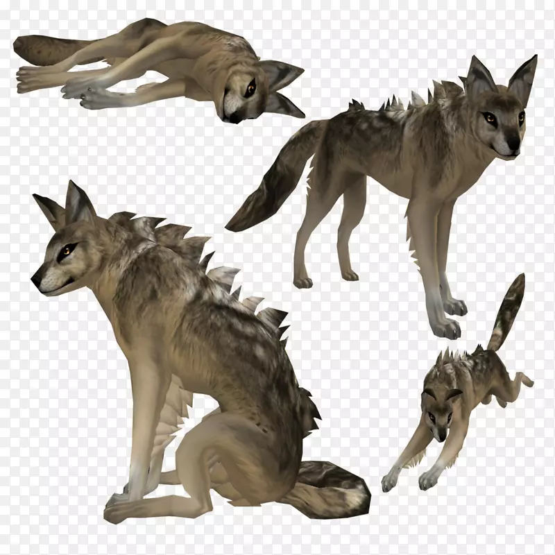 郊狼，边境牧羊犬，野狼，野猪，灰狼