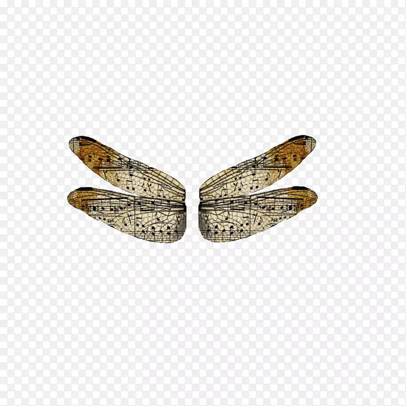 昆虫翅膀摄影图.蜻蜓
