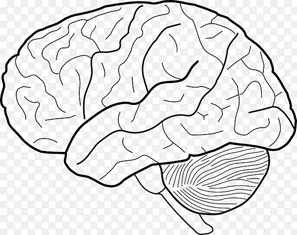 人脑素描人体脑剪贴画轮廓脑