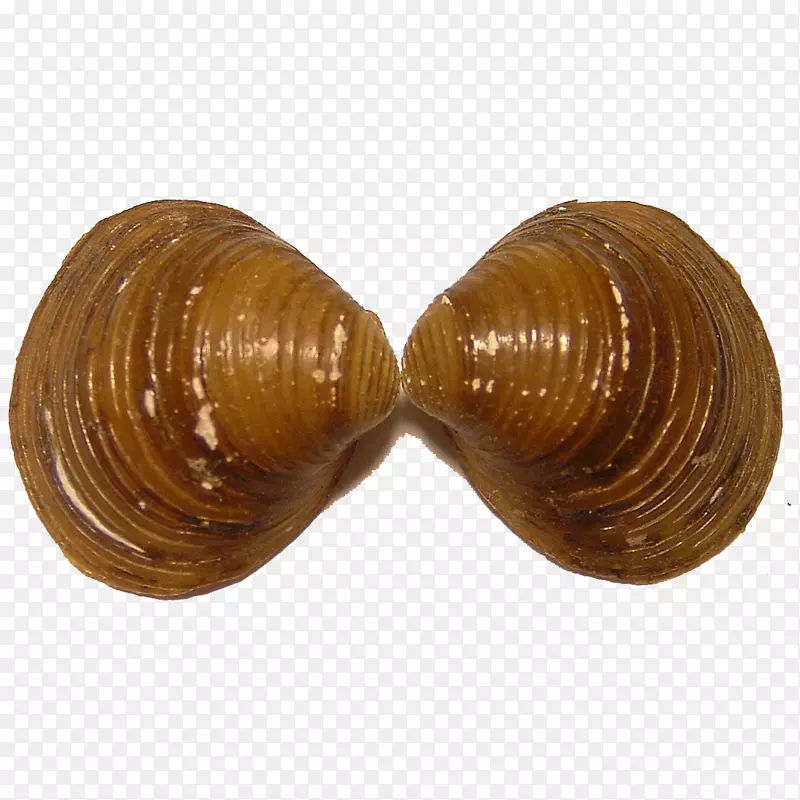 河豚淡水双壳贝类png图片素材免费下载 图片编号 Png素材网