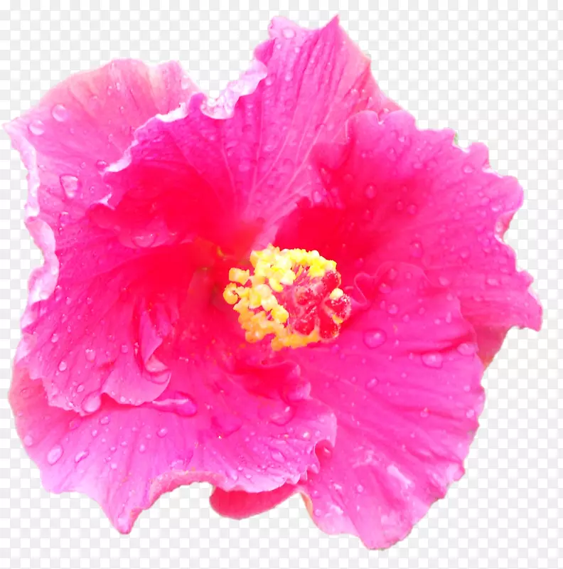 康乃馨粉红花朵图片-花卉