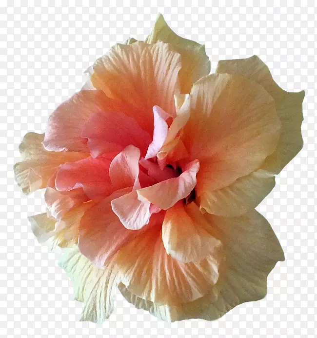 芙蓉花瓣剪贴画-花