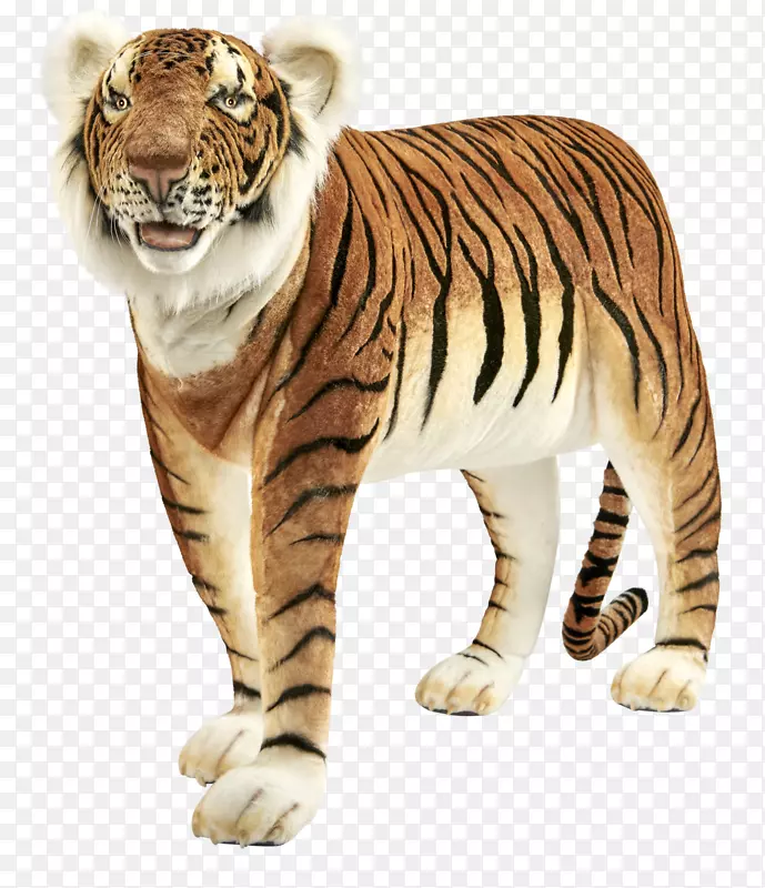 白虎猫爪野生动物-老虎