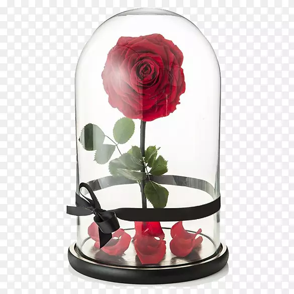 野兽美女玫瑰沃尔特迪斯尼公司花玫瑰