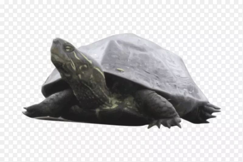 海龟常见的爬行动物箱龟-海龟