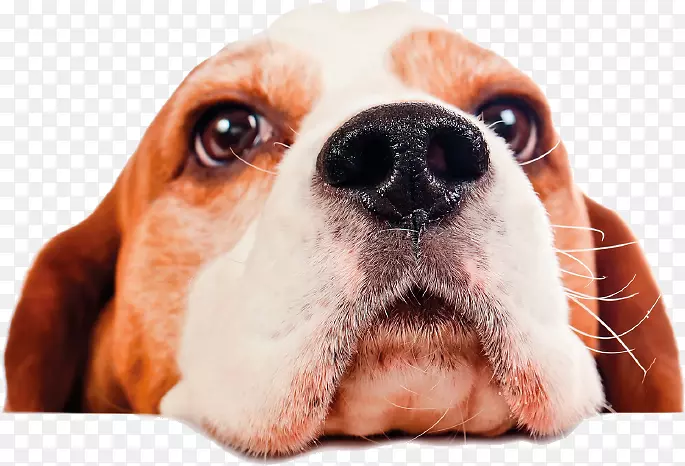 Beagle宠物照看小狗日托-小狗