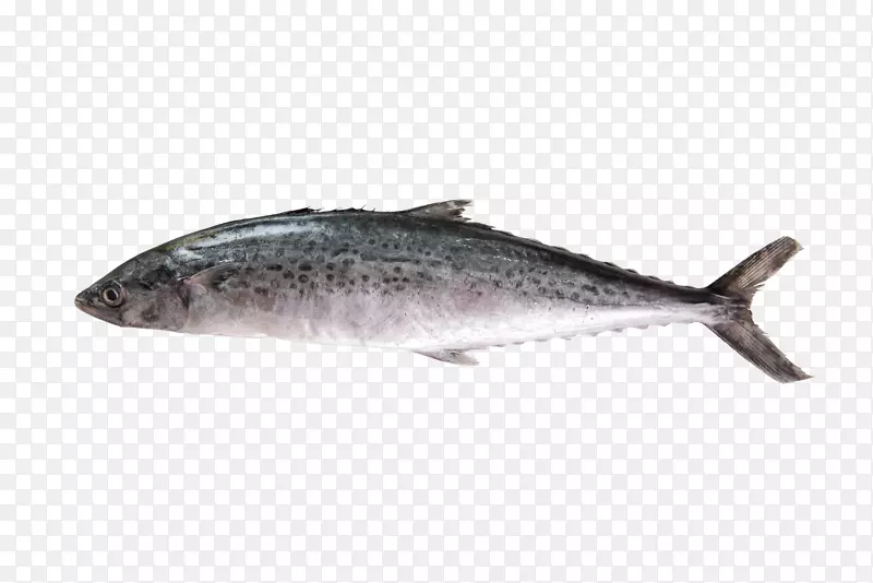 沙丁鱼梅拉瓦蒂天空镜鲭鱼海鲜