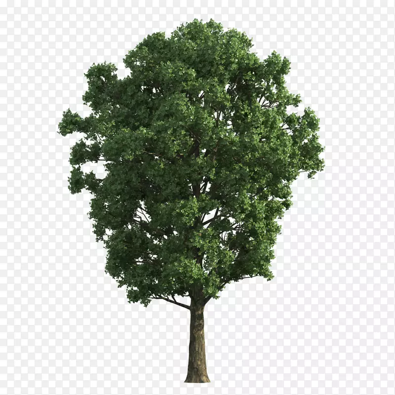 树免费树