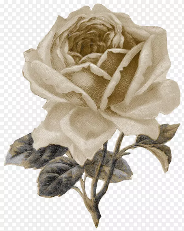 古典玫瑰：家居和花园剪贴画的美丽品种-紫罗兰