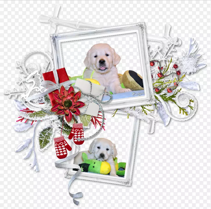 小狗中心博客圣诞讯息-小狗