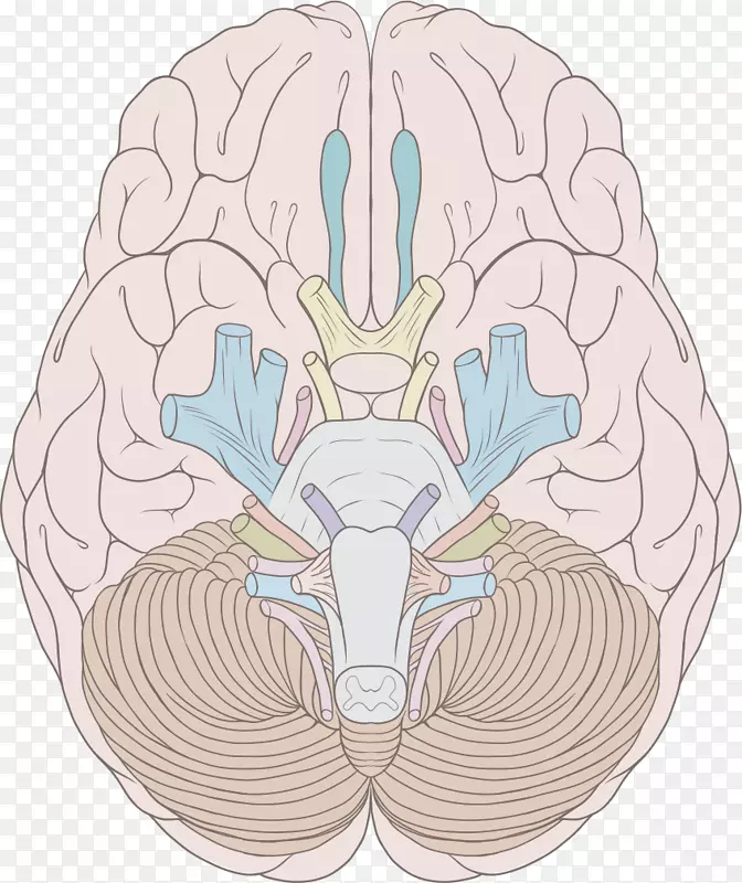 脑神经-人脑神经系统脑干-脑