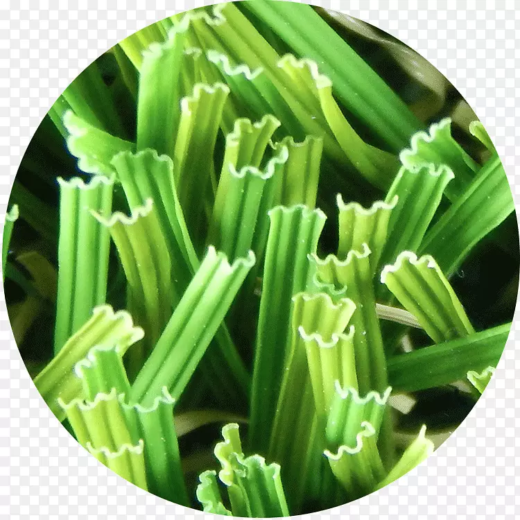 草坪人工草坪花园草皮商品-郁郁葱葱的草