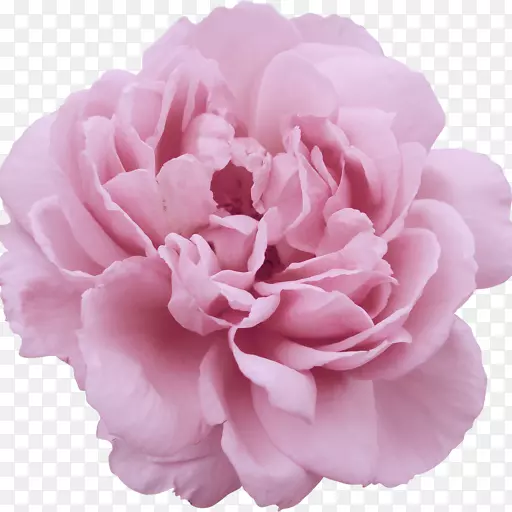 花园玫瑰、蜈蚣玫瑰、花卉、熏衣草
