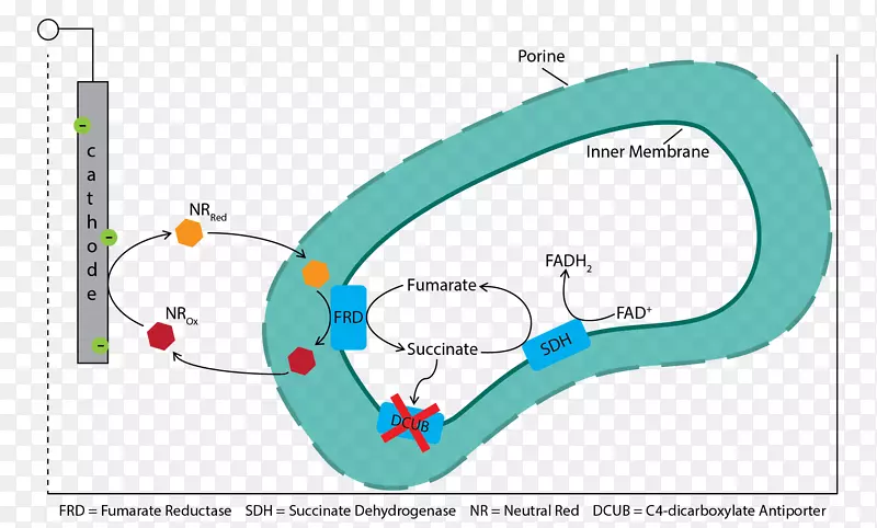 富马酸还原酶琥珀酸脱氢酶琥珀酸细胞色素c富马酸-外层空间