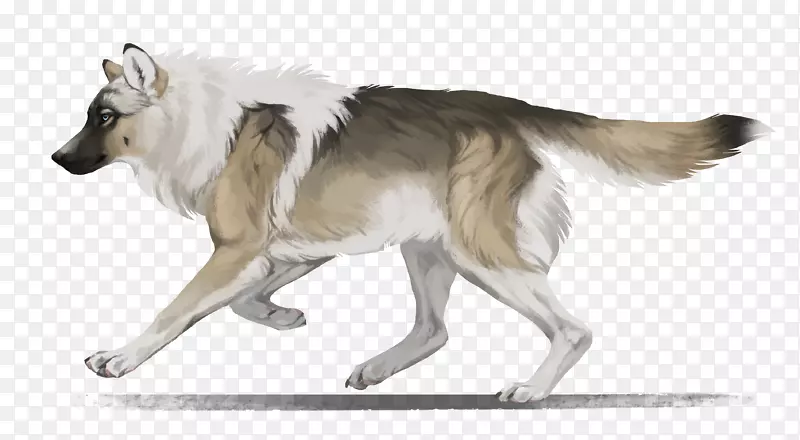 捷克斯洛伐克狼狗西伯利亚哈士奇塔玛斯克犬加拿大爱斯基摩犬萨鲁斯狼狗