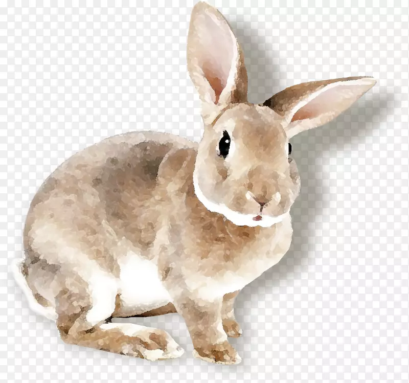 家养兔子复活节兔子比利时野兔