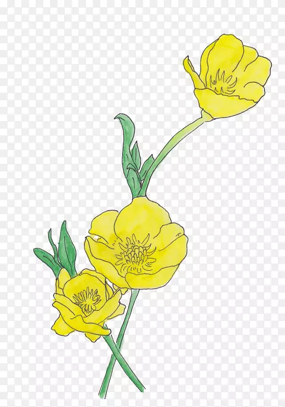 花型设计毛兰花画花瓣