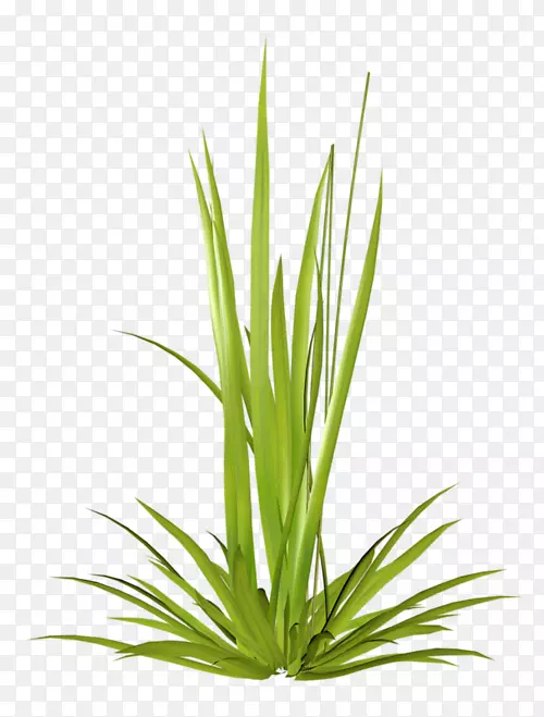 草本植物黑麦草植物茎-植物