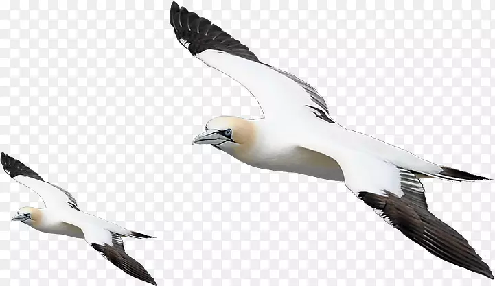 欧洲鲱鱼鸥鸟