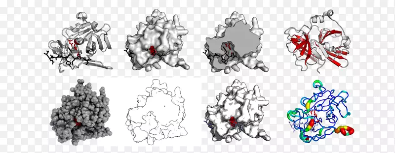Pymol蛋白结构蛋白二级结构-结构