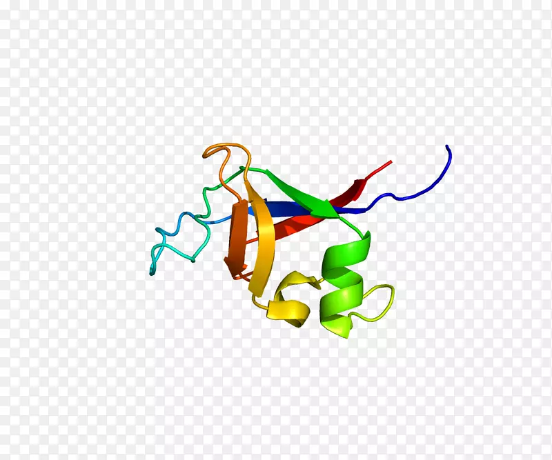 PIK3r2磷酸肌醇-3-激酶蛋白激酶fyn
