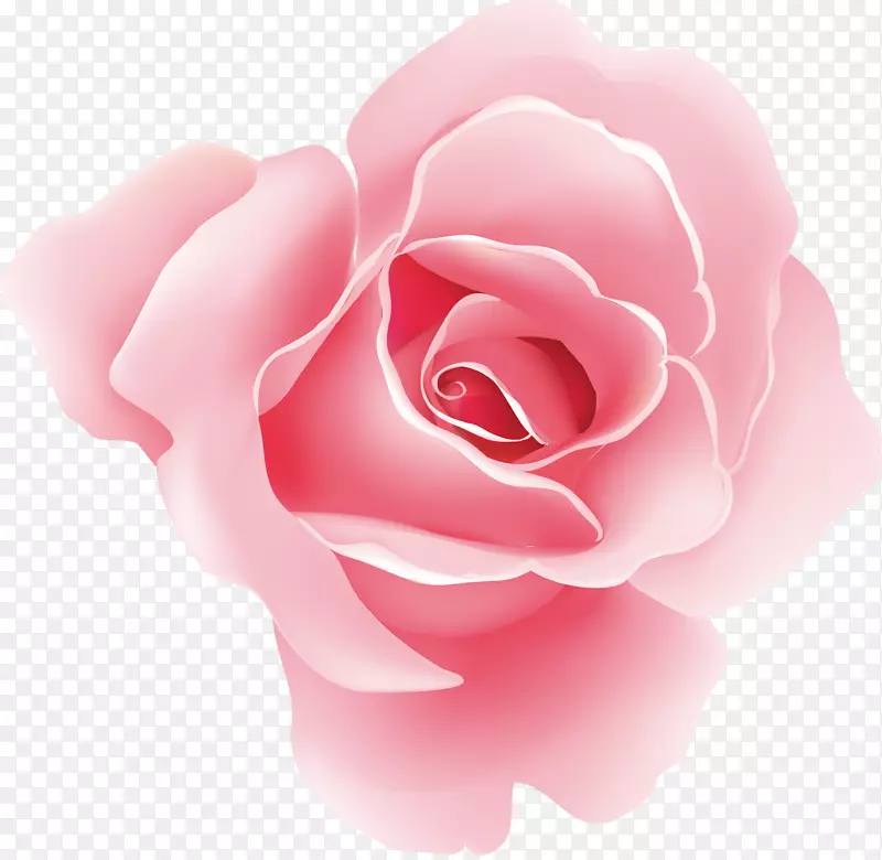 玫瑰花图案粉红色花