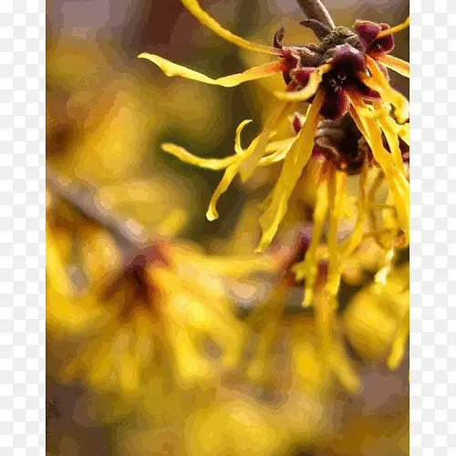 金缕梅(Hamamelis Virginiana Hamamelis Mollis)植物墨粉-榛子