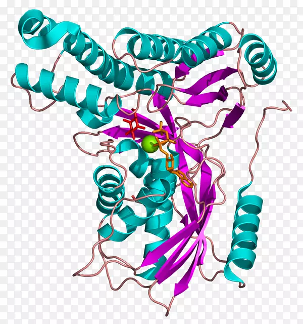 半乳糖激酶缺乏半乳糖-1-磷酸尿苷酰转移酶葡萄糖1-磷酸酶