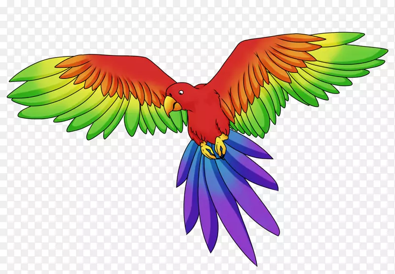 鹦鹉彩虹鹦鹉