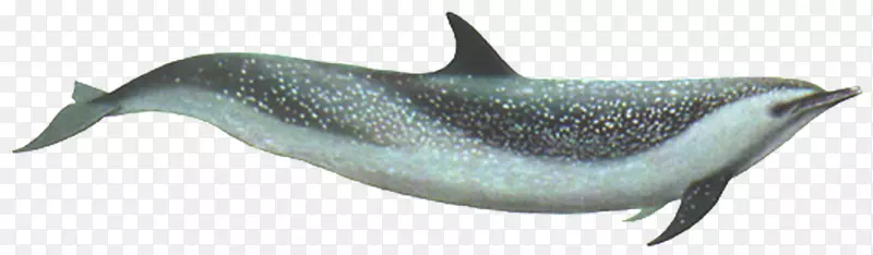 普通宽吻海豚粗齿海豚图库溪短喙海豚
