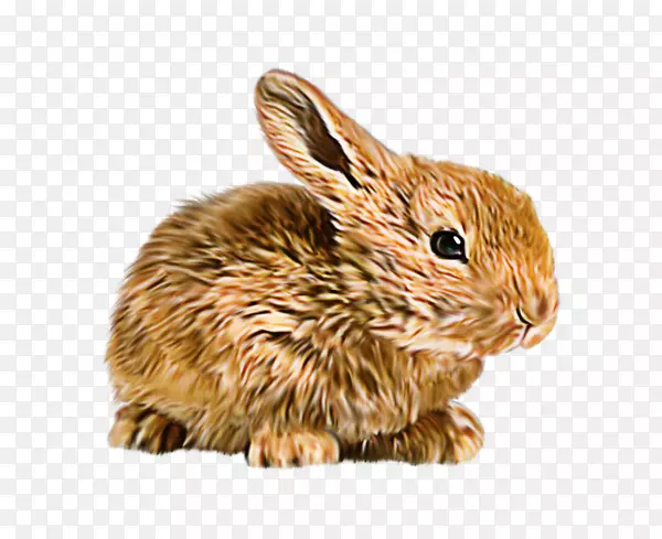 家养兔弗拉芒巨兔迷你兔母兔