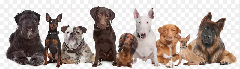 卡塔库拉幼犬澳大利亚牛犬迦南狗威斯敏斯特狗舍俱乐部狗展-小狗