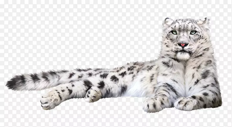 雪豹猫科猫须-豹