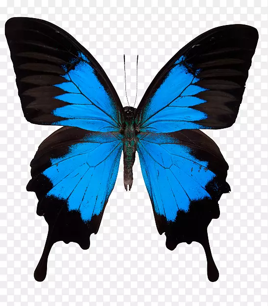 燕尾蝶，蝴蝶，木瓜，尤利西斯，昆虫，木瓜，马海恩-蝴蝶蓝天背景