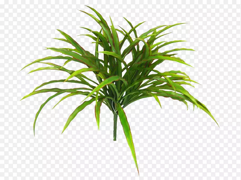 槟榔科植物，陆地植物，树干，绿色植物