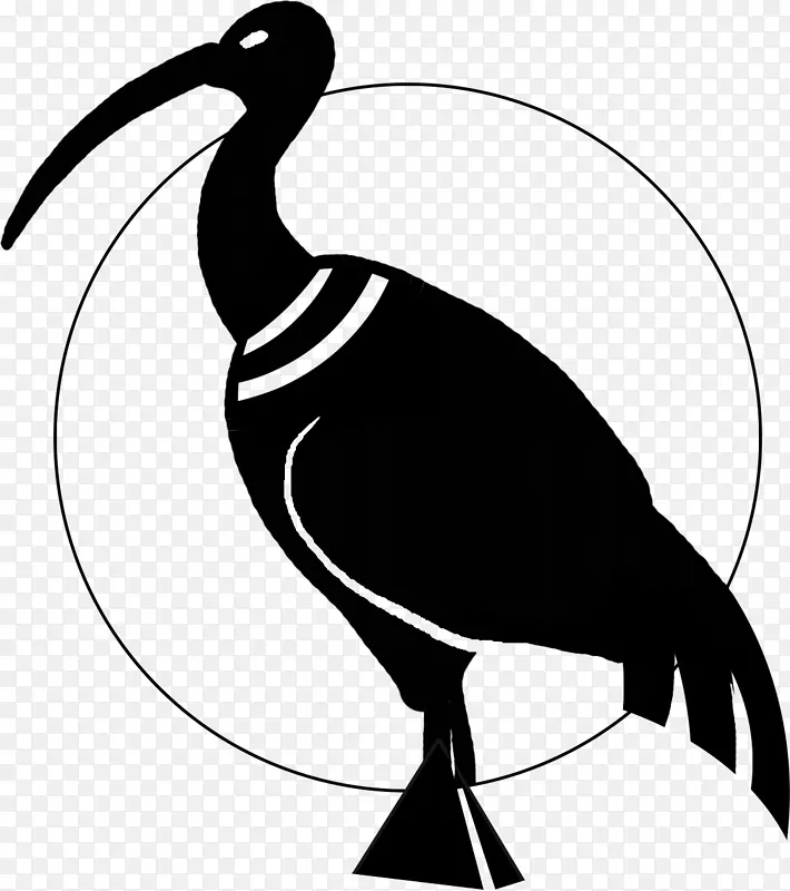 Thoth ibis水鸟喙